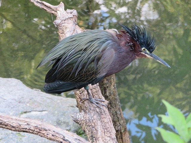 تنزيل Heron Bird Animal - صورة مجانية أو صورة مجانية ليتم تحريرها باستخدام محرر الصور عبر الإنترنت GIMP