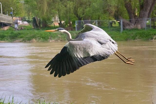 Kostenloser Download von Reiher im Flug, Donau-Flusswasser, kostenloses Bild zur Bearbeitung mit dem kostenlosen Online-Bildeditor GIMP