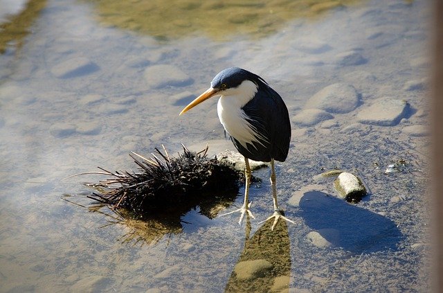 Free download heron pied heron bird australian free picture to be edited with GIMP free online image editor