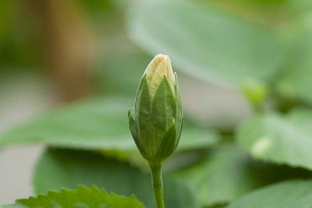 免费下载芙蓉芽植物 - 可使用 GIMP 在线图像编辑器编辑的免费照片或图片