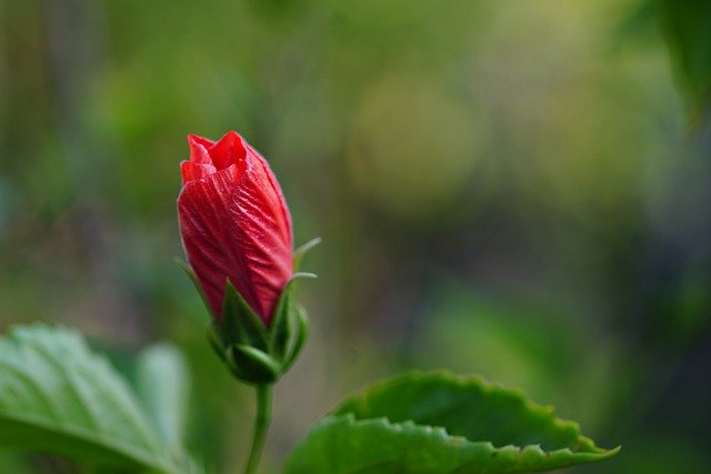 Free download hibiscus flower bud flora flower free picture to be edited with GIMP free online image editor