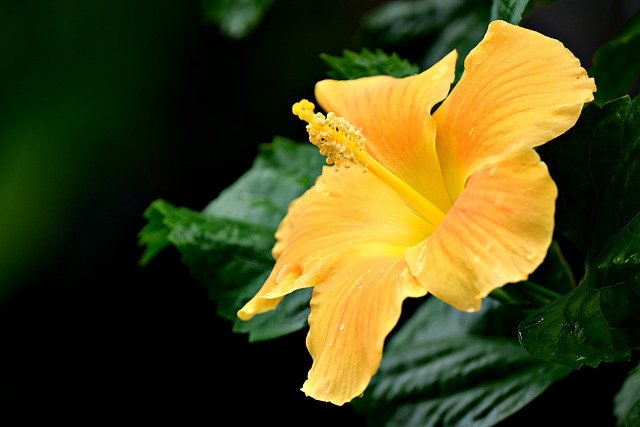 Téléchargement gratuit d'hibiscus fleur d'hibiscus jaune image gratuite à éditer avec l'éditeur d'images en ligne gratuit GIMP