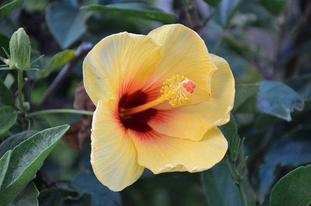 ດາວ​ໂຫຼດ​ຟຣີ Hibiscus Hawaiian Flowers - ຮູບ​ພາບ​ຟຣີ​ຫຼື​ຮູບ​ພາບ​ທີ່​ຈະ​ໄດ້​ຮັບ​ການ​ແກ້​ໄຂ​ກັບ GIMP ອອນ​ໄລ​ນ​໌​ບັນ​ນາ​ທິ​ການ​ຮູບ​ພາບ