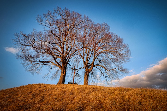 Free download hill meadow trees nature landscape free picture to be edited with GIMP free online image editor