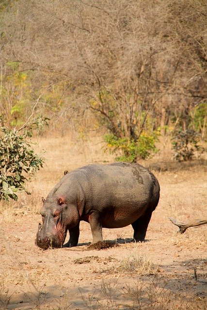 Free download hippo hippopotamus standing africa free picture to be edited with GIMP free online image editor