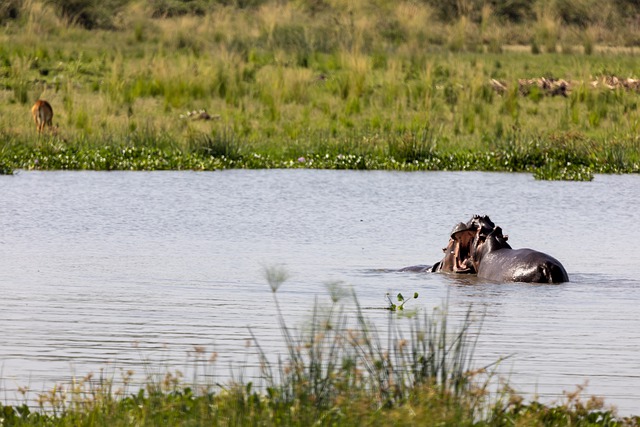 Free download hippo hippopotamus water wildlife free picture to be edited with GIMP free online image editor