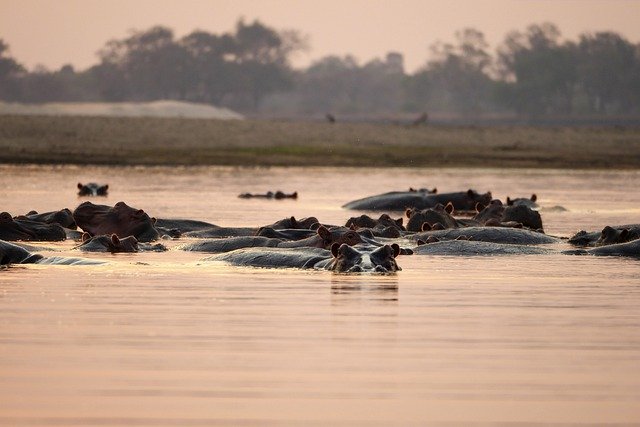 Free download hippopotamus hippos africa zambia free picture to be edited with GIMP free online image editor