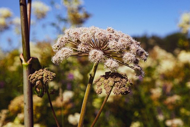 Free download hogweed giant hogweed plant free picture to be edited with GIMP free online image editor