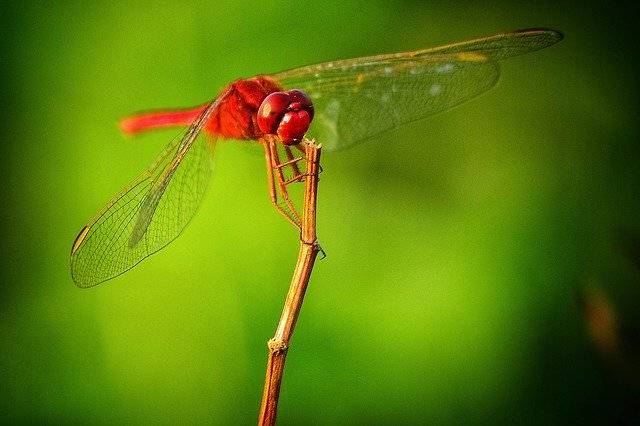 تنزيل Hopper Insects Natural - صورة مجانية أو صورة لتحريرها باستخدام محرر الصور عبر الإنترنت GIMP