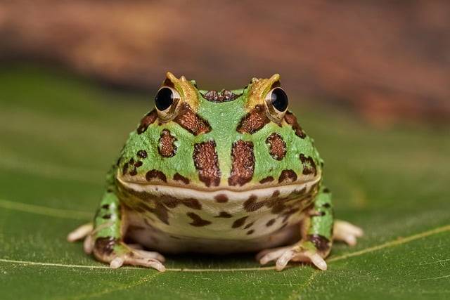 Kostenloser Download von gehörntem Frosch, Frosch, Amphibie, Natur, kostenloses Bild zur Bearbeitung mit dem kostenlosen Online-Bildeditor GIMP