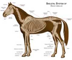 Free download Horseanatomy free photo or picture to be edited with GIMP online image editor