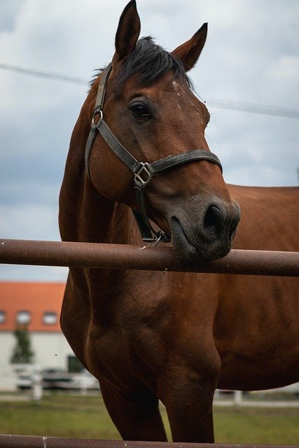 Free download horse animal farm portrait mane free picture to be edited with GIMP free online image editor