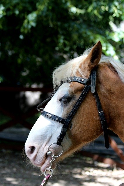 Free download horse animal head lips bridle free picture to be edited with GIMP free online image editor