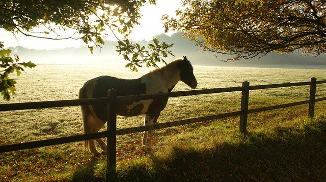 Free download horse animal mammal equine sleep free picture to be edited with GIMP free online image editor