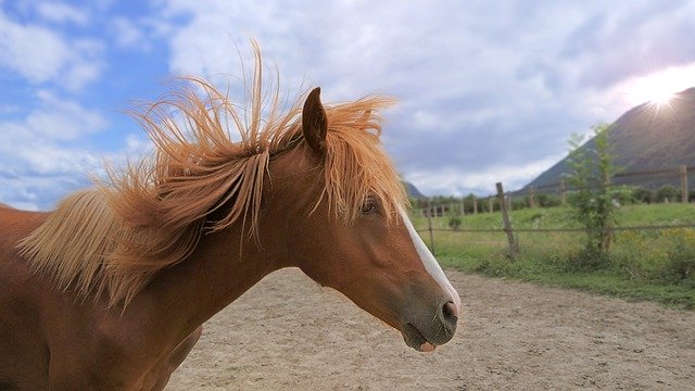 Free download horse brown mane fly funny shake free picture to be edited with GIMP free online image editor