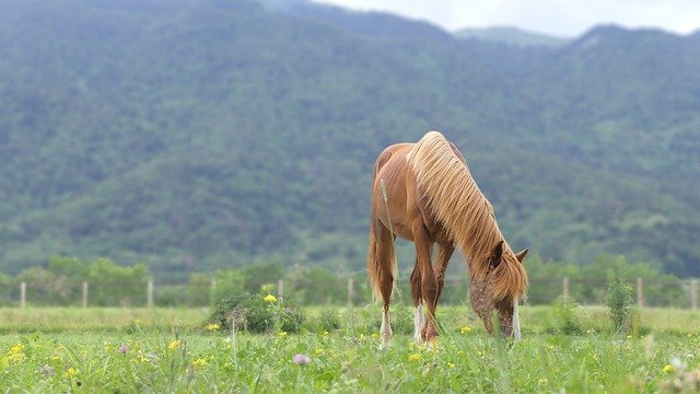 Free download horse brown pre graze nature free picture to be edited with GIMP free online image editor