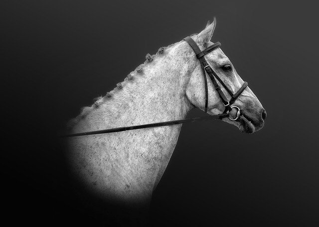 免费下载 Horse Equestrian Equine - 使用 GIMP 免费在线图像编辑器编辑的免费插图