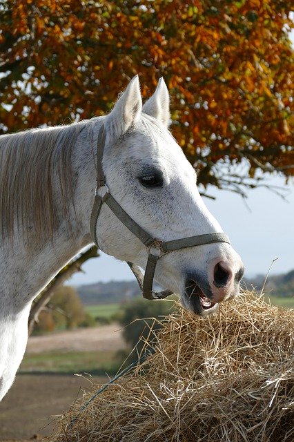 Gratis download Horse Expensive Autumn - gratis foto of afbeelding om te bewerken met GIMP online afbeeldingseditor