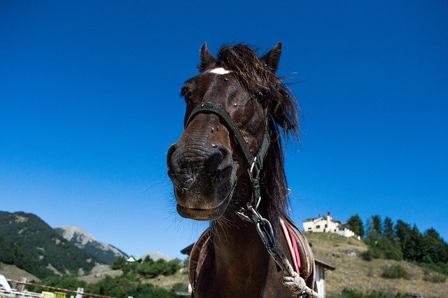 जीआईएमपी मुफ्त ऑनलाइन छवि संपादक के साथ संपादित करने के लिए मुफ्त डाउनलोड घोड़े के घोड़े पहाड़ पहाड़ मुफ्त तस्वीर