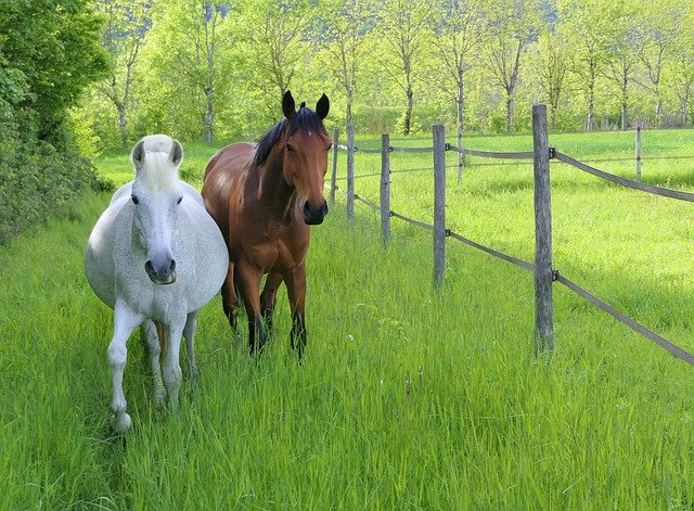 Free download horse mare pregnant full stomach free picture to be edited with GIMP free online image editor