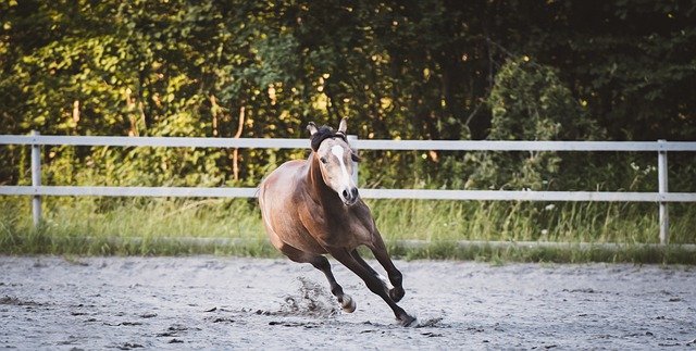 Free download horse paddock running foal pony free picture to be edited with GIMP free online image editor