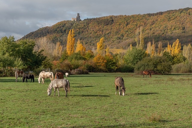 Free download horse pasture grating ranch quiet free picture to be edited with GIMP free online image editor