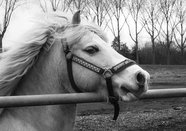 Free download horse pony animal mammal equine free picture to be edited with GIMP free online image editor