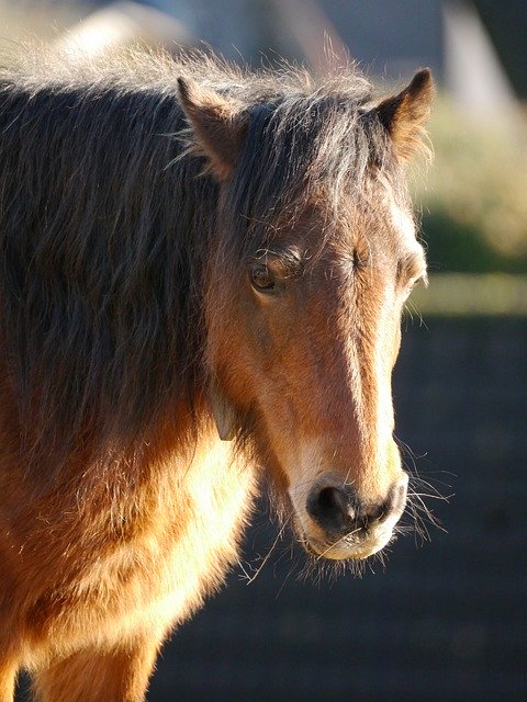 Free download horse pony equine mane fringe free picture to be edited with GIMP free online image editor