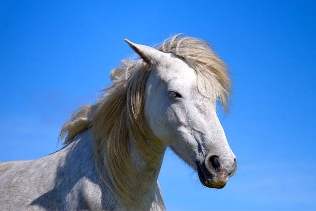 ດາວໂຫລດຮູບມ້າ pony eriskay ສີຂາວຟຣີທີ່ຈະແກ້ໄຂດ້ວຍ GIMP ບັນນາທິການຮູບພາບອອນໄລນ໌ຟຣີ