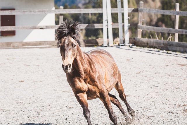 Free download horse pony mare coupling spout free picture to be edited with GIMP free online image editor