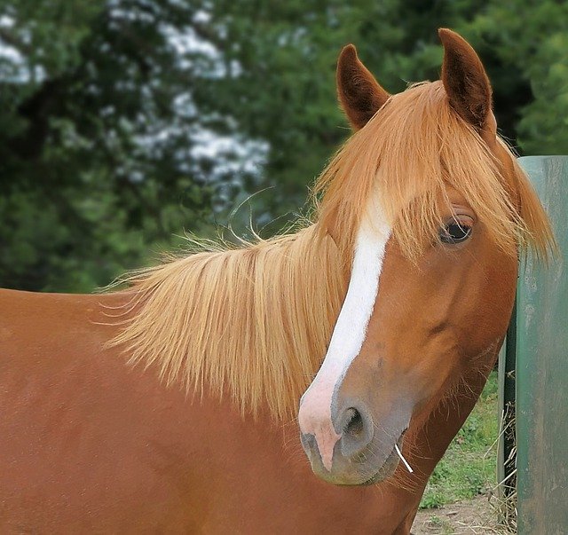 Free download horse portrait mane worried equine free picture to be edited with GIMP free online image editor