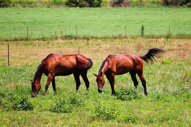 Kostenloser Download von Pferden, brauner Amish-Farm, Pflug, kostenloses Bild zur Bearbeitung mit dem kostenlosen Online-Bildeditor GIMP