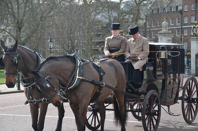 무료 다운로드 Horses Carriage Horse - 무료 사진 또는 GIMP 온라인 이미지 편집기로 편집할 수 있는 사진