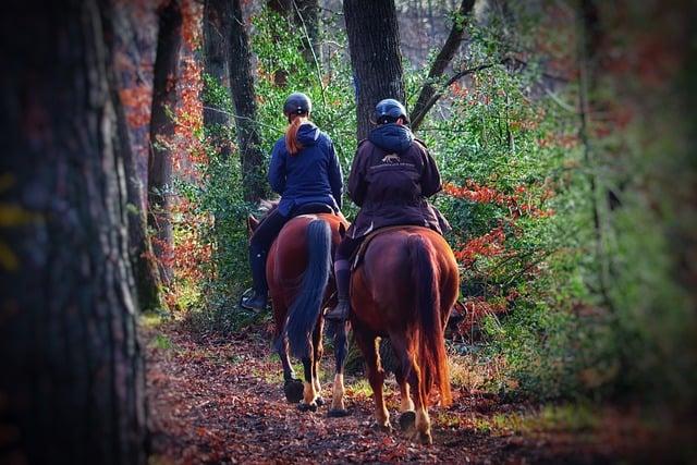 Free download horses equestrian trail riding free picture to be edited with GIMP free online image editor