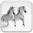 Horses in Snow  screen for extension Chrome web store in OffiDocs Chromium