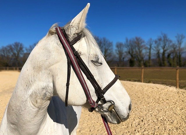 Free download horse white portrait animal equine free picture to be edited with GIMP free online image editor