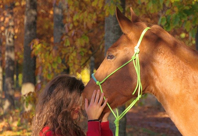 Free download horse young lady friendship free picture to be edited with GIMP free online image editor