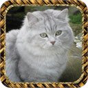 House Cats  screen for extension Chrome web store in OffiDocs Chromium