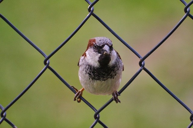 Unduh gratis House Sparrow Bird - foto atau gambar gratis untuk diedit dengan editor gambar online GIMP