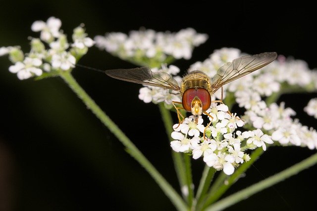 Free download hover ly flowers pollinate free picture to be edited with GIMP free online image editor