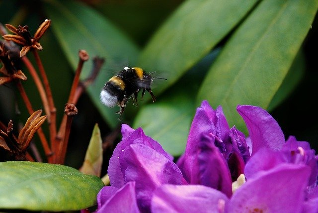 Descarga gratuita Hummel Insect Blossom: foto o imagen gratuita para editar con el editor de imágenes en línea GIMP