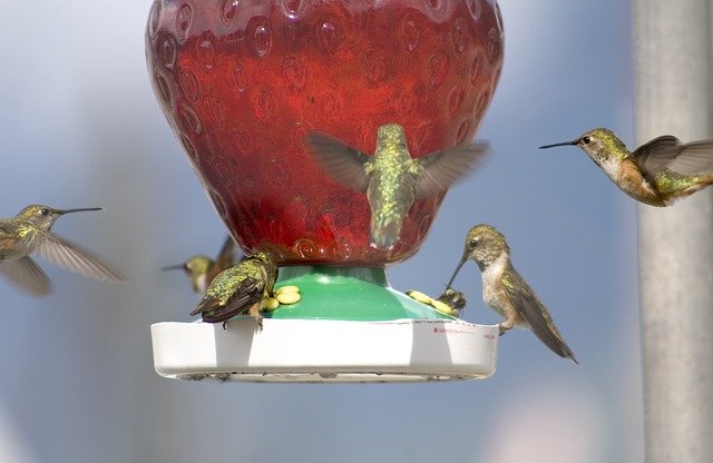 Téléchargement gratuit Colibris Nature Oiseau - photo ou image gratuite à modifier avec l'éditeur d'images en ligne GIMP