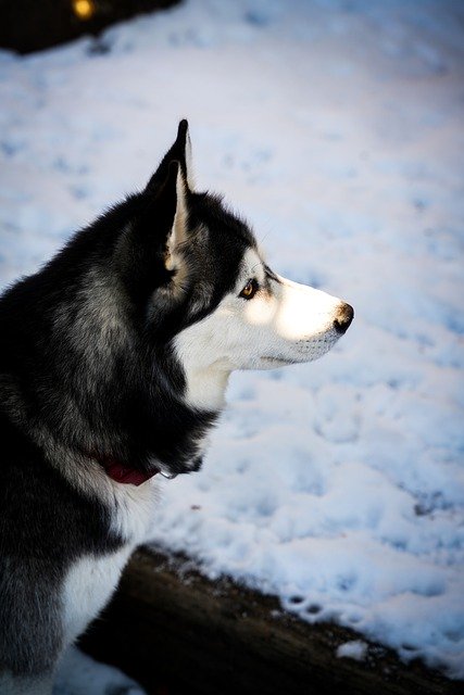 Free download husky dog puppy pet nature snow free picture to be edited with GIMP free online image editor