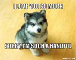 Free download HUSKY PUPPY!!!!!!!!! free photo or picture to be edited with GIMP online image editor