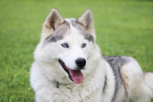 Free download husky siberian dog sled dog free picture to be edited with GIMP free online image editor