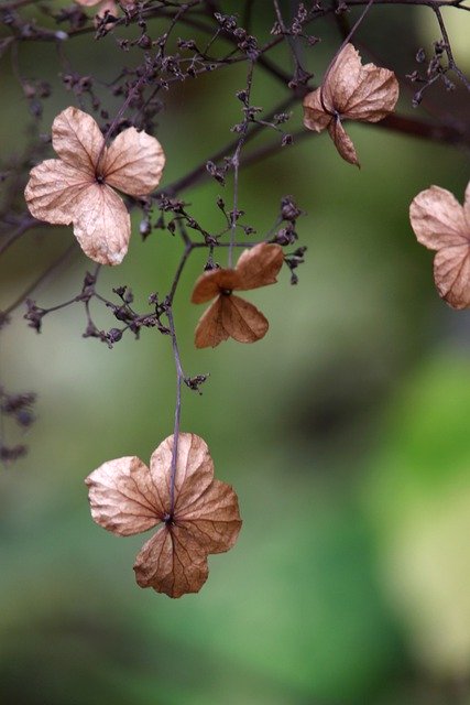 Free download hydrangea climber plant free picture to be edited with GIMP free online image editor