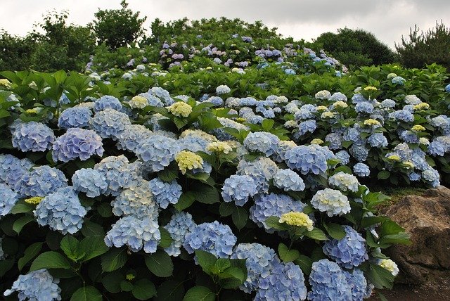 Téléchargement gratuit de fleurs de jardin de fleurs d'hortensia - photo ou image gratuite à modifier avec l'éditeur d'images en ligne GIMP