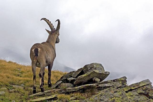 ດາວໂຫຼດຟຣີ ibex capra ibex ຜູ້ຊາຍຮູບສັດປ່າຟຣີທີ່ຈະແກ້ໄຂດ້ວຍ GIMP ບັນນາທິການຮູບພາບອອນໄລນ໌ຟຣີ