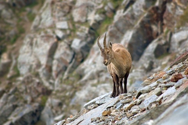 Free download ibex capra ibex mountain alps free picture to be edited with GIMP free online image editor