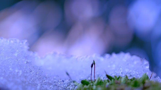 Free download ice ice crystals plant moss frost free picture to be edited with GIMP free online image editor